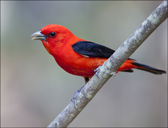 Birds of the Adirondacks: Scarlet Tanager. Photo by Larry Master. www.masterimages.org Used by permission. Birds of the Adirondacks: Scarlet Tanager. Photo by Larry Master. www.masterimages.org Used by permission.