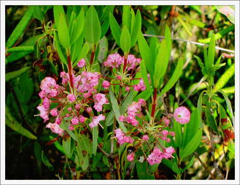 Adirondack Wildflowers:  Sheep Laurel blooming on Barnum Bog at the Paul Smiths VIC (16 June 2012)