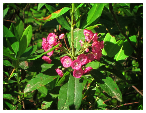 Adirondack Wildflowers:  Sheep Laurel blooming in Barnum Bog at the Paul Smiths VIC (2 July 2011)