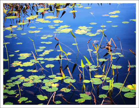 Paul Smiths VIC -- Lily pads on Heron Marsh from the Shingle Mill Falls Trail bridge