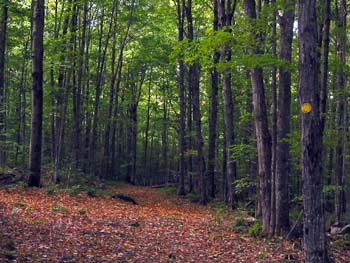 Adirondack Visitor Interpretive Center -- Silviculture Trail