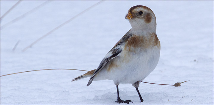 Birds of the Adirondacks: Snow Bunting.  Photo by Larry Master.  Used by permission