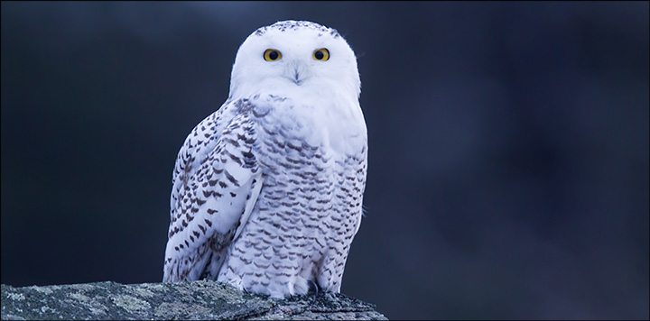 Birds of the Adirondacks: Snowy Owl (December 2013). Photo by Larry Master. Used by permission Birds of the Adirondacks: Snowy Owl (December 2013). Photo by Larry Master. Used by permission