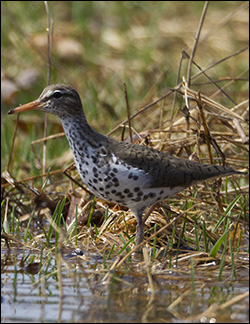 Birds of the Adirondacks: Spotted Sandpiper at Intervale Lowlands. Photo by Larry Master. www.masterimages.org