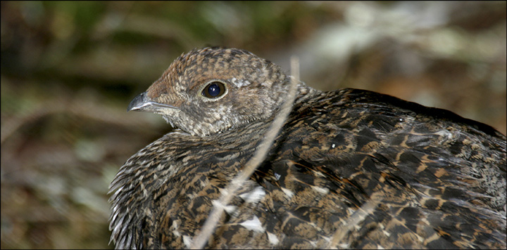 Boreal Birds of the Adirondacks: Spruce Grouse. Photo by Larry Master. www.masterimages.org