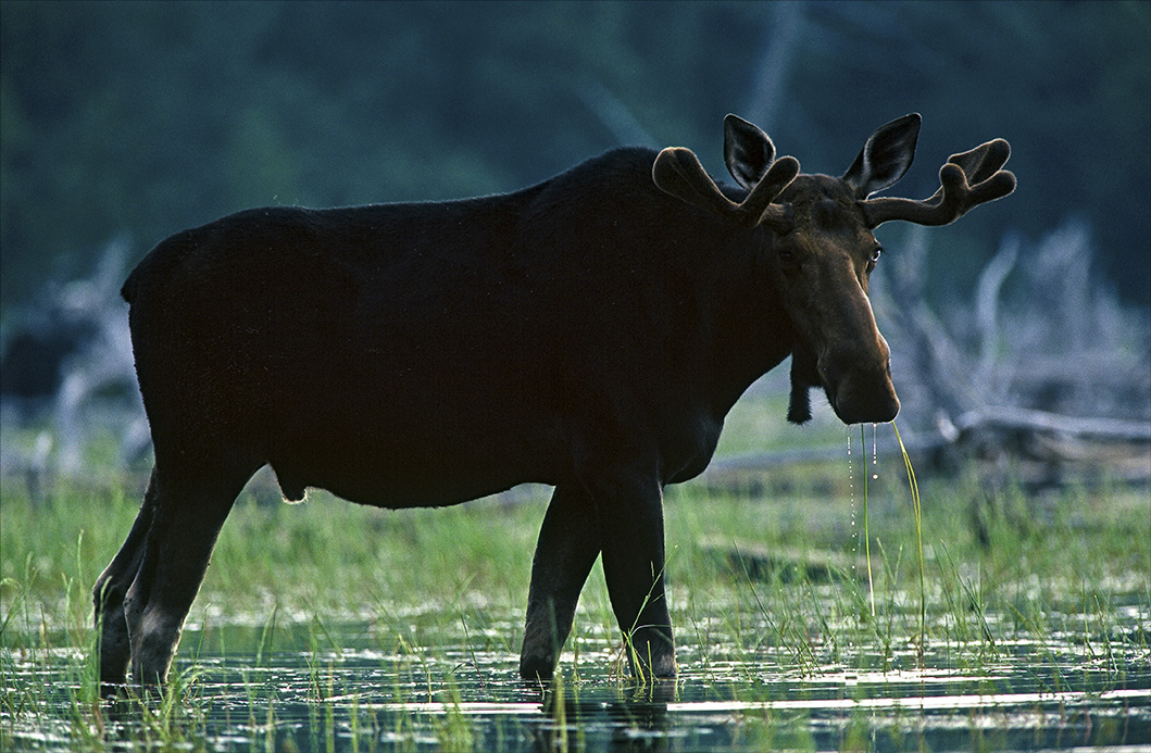 Susan Morse: Moose in Wetlands