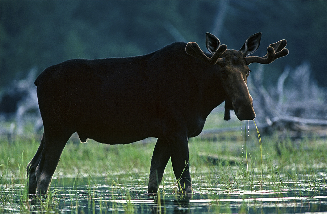 Susan Morse: Moose in Wetlands Susan Morse: Moose in Wetlands