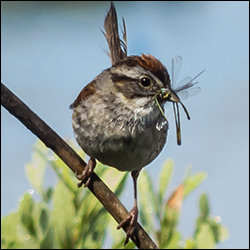 Boreal Birds of the Adirondacks: Swamp Sparrow on Heron Marsh at the Paul Smiths VIC