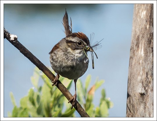 Birds of the Adirondack Wetlands: Swamp Sparrow at the Paul Smiths VIC (22 July 2013) Birds of the Adirondack Wetlands: Swamp Sparrow at the Paul Smiths VIC (22 July 2013)