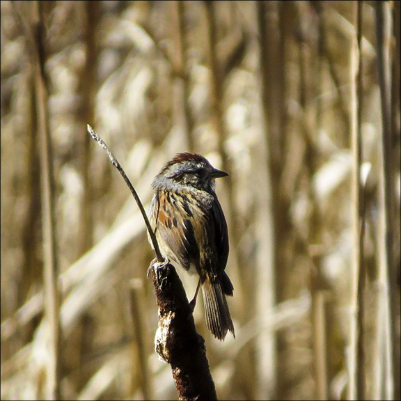 Adirondack Birding: Swamp Sparrow on Heron Marsh (29 April 2016)