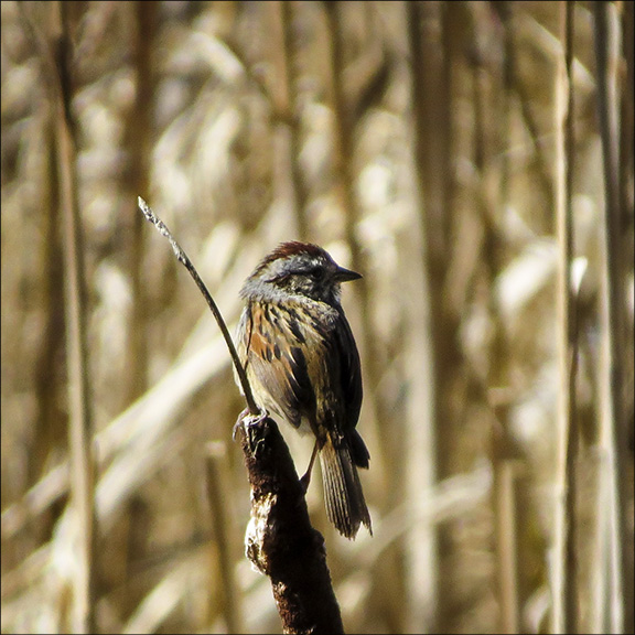 Adirondack Birding: Swamp Sparrow on Heron Marsh (29 April 2016) Adirondack Birding: Swamp Sparrow on Heron Marsh (29 April 2016)