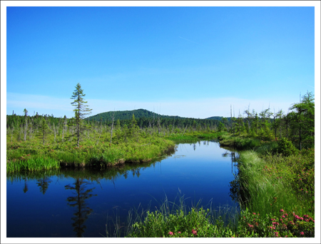 Adirondack Wetlands: Barnum Bog at the Paul Smiths VIC