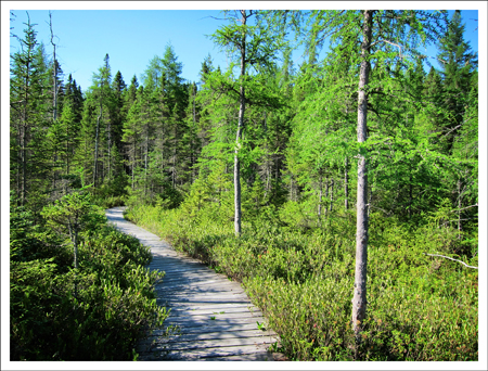 Paul Smiths VIC: Boreal Life Trail Adirondack Wetlands at the Paul Smiths VIC: Boreal Life Trail