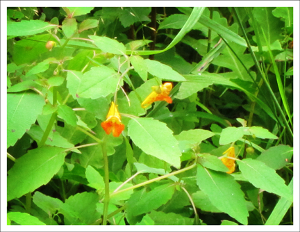 Adirondack Wildflowers: Touch-me-not at the Paul Smith's College VIC Adirondack Wildflowers: Touch-me-not at the Paul Smith's College VIC