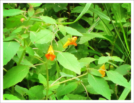 Adirondack Wildflowers:  Touch-me-not at the Paul Smith's College VIC