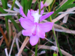 Adirondack Wildflowers: Grass Pink blooming on Barnum Bog (29 June 2011)