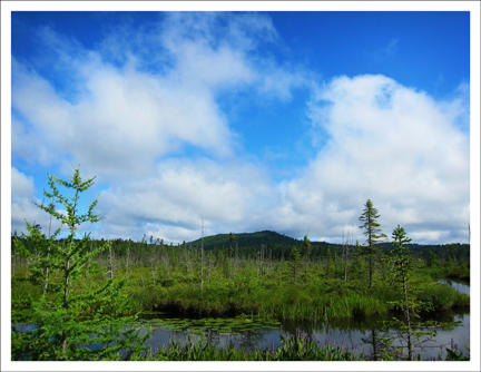 Adirondack Wetlands: Barnum Bog from the Boreal Life Trail Board Walk at the Paul Smith's College Visitor Interpretive Center (30 July 2011) Adirondack Wetlands: Barnum Bog from the Boreal Life Trail Board Walk at the Paul Smith's College Visitor Interpretive Center (30 July 2011)