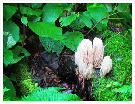 Crown Coral Fungus on the Boreal Life Trail at the Paul Smiths Visitor Center (30 July 2011) Crown Coral Fungus on the Boreal Life Trail at the Paul Smiths Visitor Center (30 July 2011)