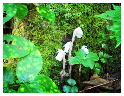 Adirondack Wildflowers:  Indian Pipe on the Boreal Life Trail at the Paul Smith's College Visitor Interpretive Center (30 July 2011)