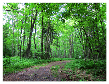 Paul Smiths Visitor Center:  Jenkins Mountain Trail (6 July 2011)