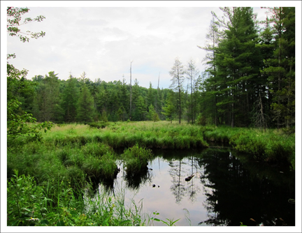 Paul Smiths VIC: Barnum Brook from the Jenkins Mountain Trail (6 July 2011)