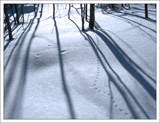 Winter in the Adirondack Park: Tracks in the snow at the Paul Smiths VIC. Photo by Brian McAllister. Used by permission. Winter in the Adirondack Park: Tracks in the snow at the Paul Smiths VIC. Photo by Brian McAllister. Used by permission.