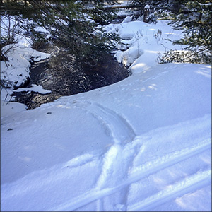 Tracks in the Snow