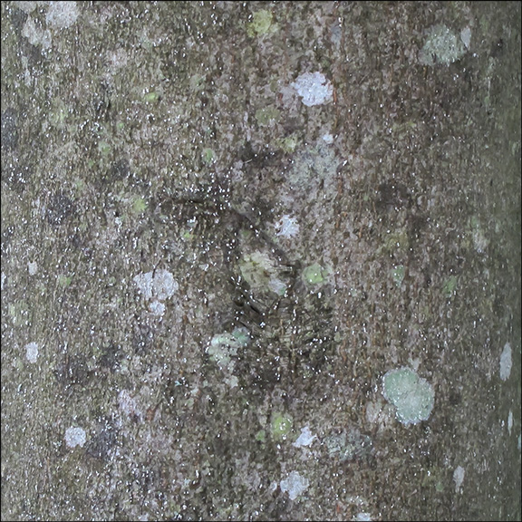 Trees of the Adirondacks: The bark of the American Beech is smooth and light grey. American Beech tree on the Barnum Brook Trail (28 July 2012).