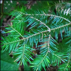 Trees of the Adirondacks: Balsam Fir (12 July 2012)