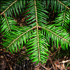 Trees of the Adirondacks:  Balsam Fir (19 July 2012)