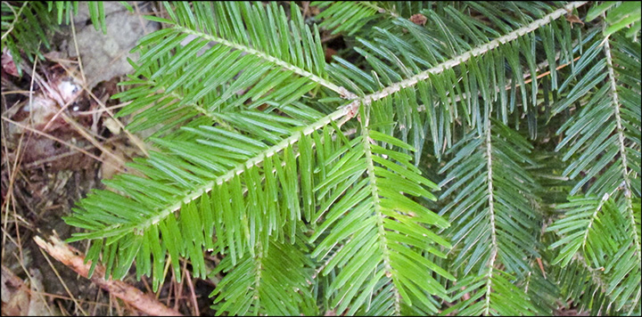 Trees of the Adirondacks: Balsam Fir on the Barnum Brook Trail (21 July 2012)