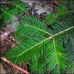 Trees of the Adirondacks:  Balsam Fir growing along the Barnum Brook Trail at the Paul Smiths VIC (21 July 2012)