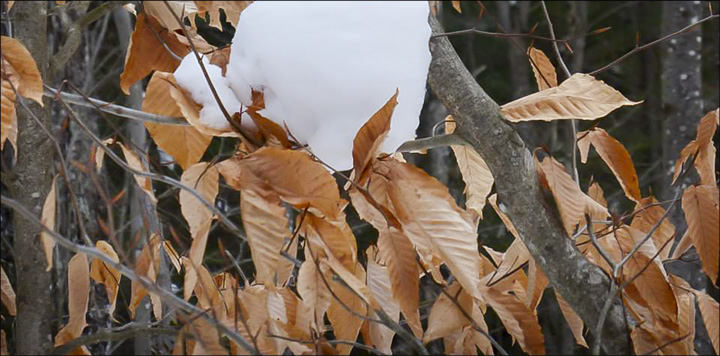 Trees of the Adiirondacks: American Beech leaves persist throughout the winter and are replaced by new leaves in the spring. Beech leaves (19 February 2014). Photo by Tom Boothe. Used by permission. Trees of the Adiirondacks: American Beech leaves persist throughout the winter and are replaced by new leaves in the spring. Beech leaves (19 February 2014). Photo by Tom Boothe. Used by permission.
