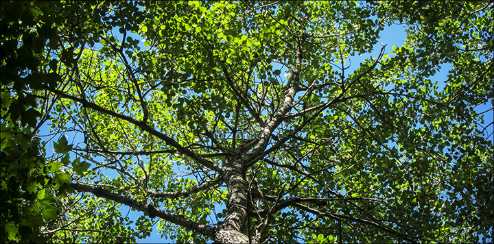 Trees of the Adirondacks: The upper trunk and branches of Bigtooth Aspen retain smooth, light-colored bark. Bigtooth Aspen at the VIC (28 July 2012) Trees of the Adirondacks: The upper trunk and branches of Bigtooth Aspen retain smooth, light-colored bark. Bigtooth Aspen at the VIC (28 July 2012)