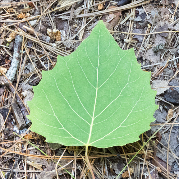 Bigtooth Aspen leaves have large, rounded teeth. Bigtooth Aspen on the Bobcat Trail (11 July 2015)