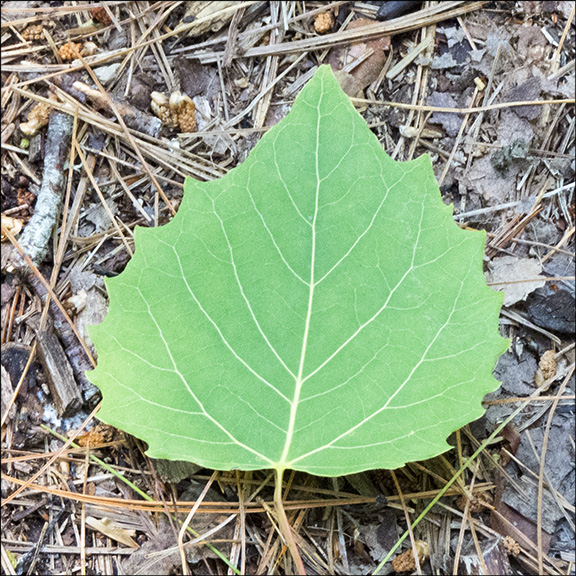 Bigtooth Aspen leaves have large, rounded teeth. Bigtooth Aspen on the Bobcat Trail (11 July 2015) Bigtooth Aspen leaves have large, rounded teeth. Bigtooth Aspen on the Bobcat Trail (11 July 2015)