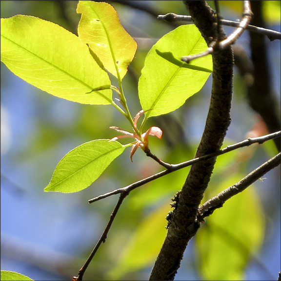Trees of the Adirondacks: Black Cherry on the Jenkins Mountain Trail (17 May 2015)