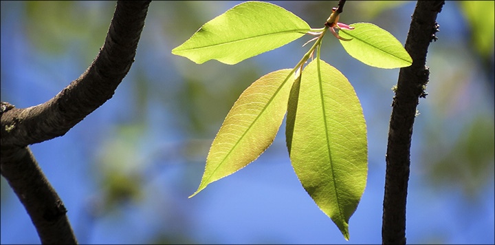 Trees of the Adirondacks: Black Cherry leaves are elliptical and finely toothed. Black Cherry on the Jenkins Mountain Trail (17 May 2015)