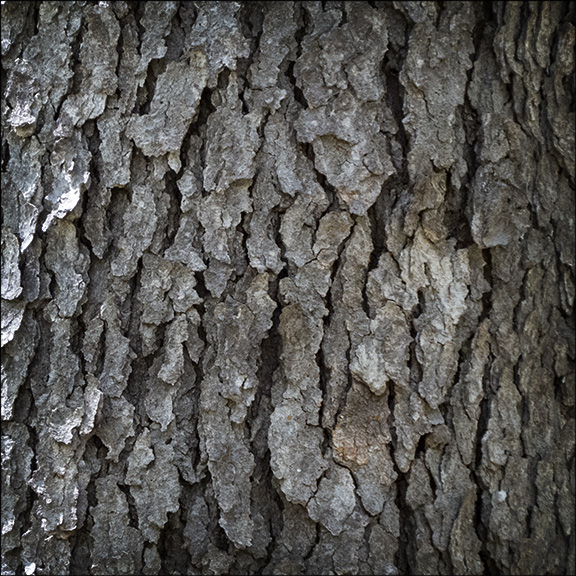  Adirodack Trees: Black Cherry bark is reddish brown and smooth when young, becoming dark gray and scaly on older trees. Black Cherry on the Heron Marsh Trail (17 May 2015)