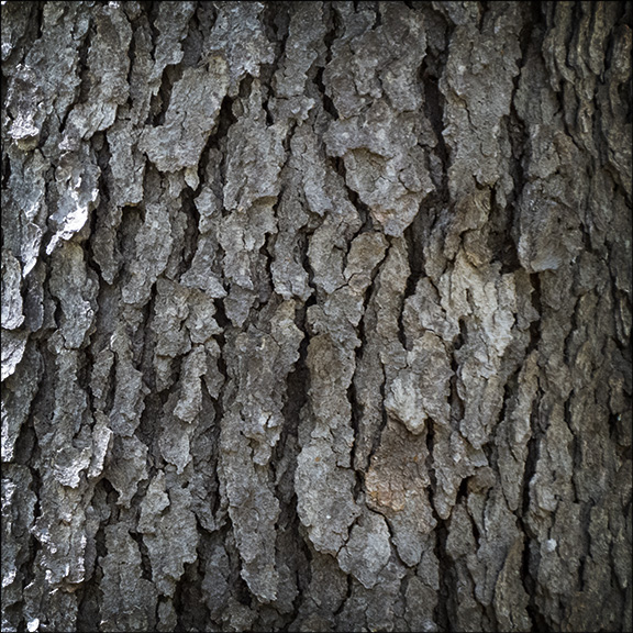 Trees of the Adirodacks: Black Cherry bark is reddish brown and smooth when young, becoming dark gray and scaly on older trees. Black Cherry on the Heron Marsh Trail (17 May 2015) Adirodack Trees: Black Cherry bark is reddish brown and smooth when young, becoming dark gray and scaly on older trees. Black Cherry on the Heron Marsh Trail (17 May 2015)