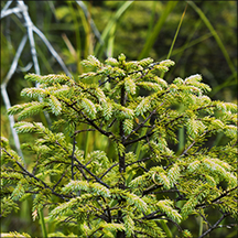 Trees of the Adirondacks: Black Spruce on Barnum Bog (2 August 2013)