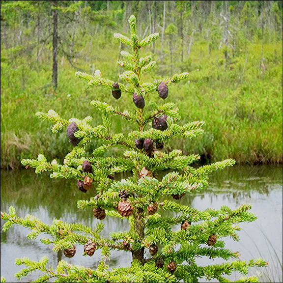Trees of the Adirondacks: Black Spruce cones.  Black Spruce on Barnum Bog at the Paul Smiths VIC (28 July 2012)