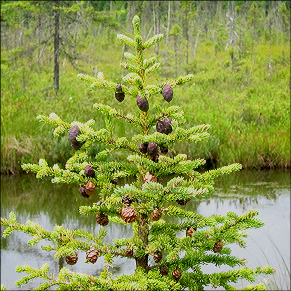 Trees of the Adirondacks: Black Spruce cones. Black Spruce on Barnum Bog at the Paul Smiths VIC (28 July 2012) Trees of the Adirondacks: Black Spruce cones. Black Spruce on Barnum Bog at the Paul Smiths VIC (28 July 2012)