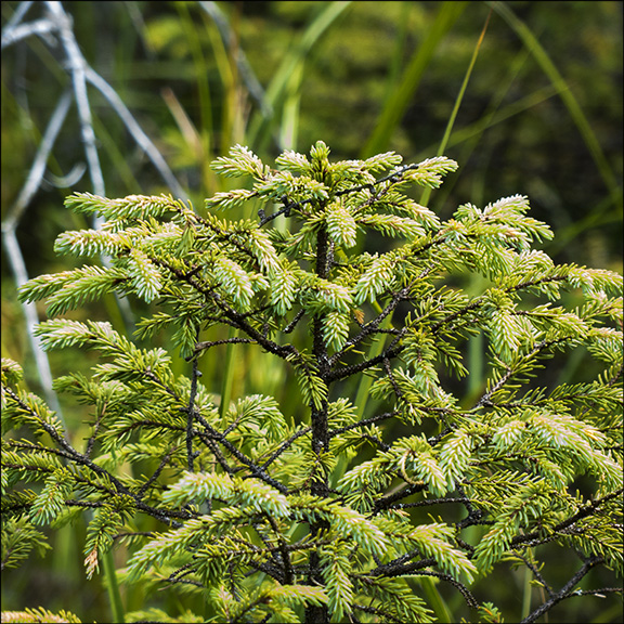 Trees of the Adirondacks: Black Spruce on the Boreal Life Trail boardwalk at the Paul Smiths VIC (2 August 2014)