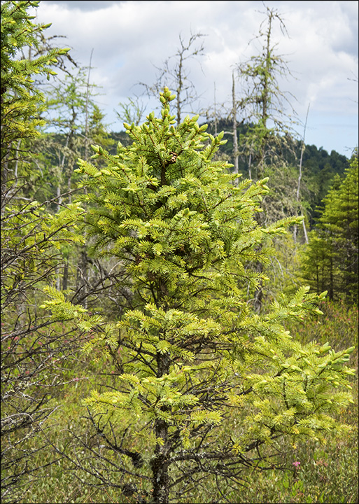 Trees of the Adirondack Mountains: Stunted growth pattern of Black Spruce on Barnum Bog at the Paul Smiths VIC (21 June 2014)