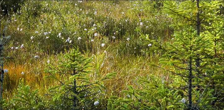 Trees of the Adirondacks: Black Spruce growing in a sea of Cotton Grass on Barnum Bog.  From the Boreal Life Trail boardwalk at the Paul Smiths VIC (22 September 2012)