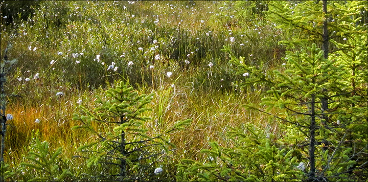 Trees of the Adirondacks: Black Spruce growing in a sea of Cotton Grass on Barnum Bog. From the Boreal Life Trail boardwalk at the Paul Smiths VIC (22 September 2012) Trees of the Adirondacks: Black Spruce growing in a sea of Cotton Grass on Barnum Bog. From the Boreal Life Trail boardwalk at the Paul Smiths VIC (22 September 2012)