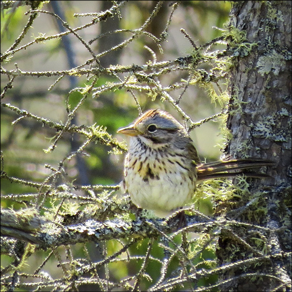 Trees of the Adirondacks: Lincoln's Sparrow on Barnum Bog at the Paul Smiths VIC (5 July 2014)