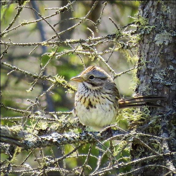 Trees of the Adirondacks: Lincoln's Sparrow on Barnum Bog at the Paul Smiths VIC (5 July 2014) Trees of the Adirondacks: Lincoln's Sparrow on Barnum Bog at the Paul Smiths VIC (5 July 2014)