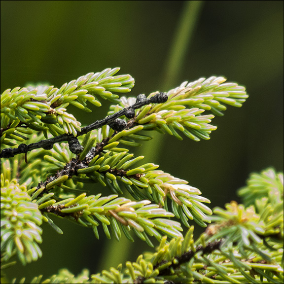 Trees of the Adirondacks: Black Spruce needles.  Black Spruce on Barnum Bog at the Paul Smiths VIC (2 August 2013)